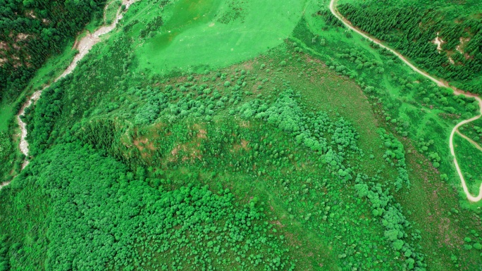 青海海东市乐都高山越野盘山公路杜鹃花航拍