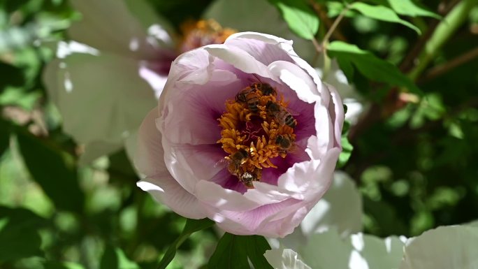 蜜蜂采集牡丹花蜜传粉