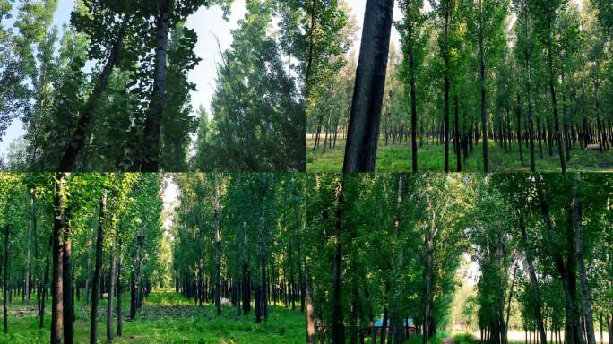 夏天茂密的杨树林