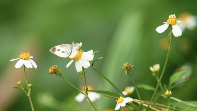 4K蜜蜂蝴蝶采花蜜唯美升格空镜