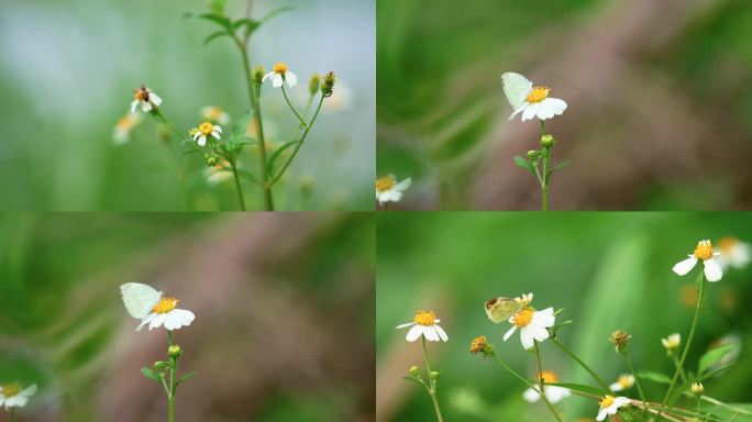 4K蜜蜂蝴蝶采花蜜唯美升格空镜