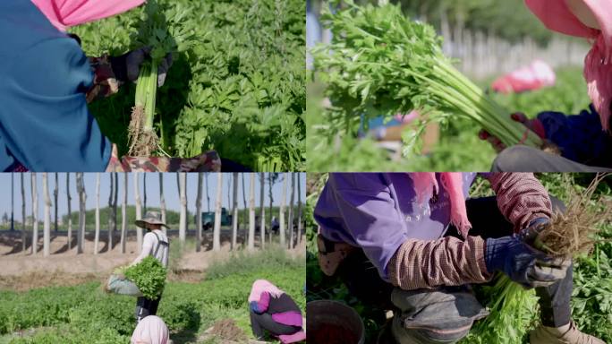 芹菜瓜果农业农产品绿色食品种植自动化大棚
