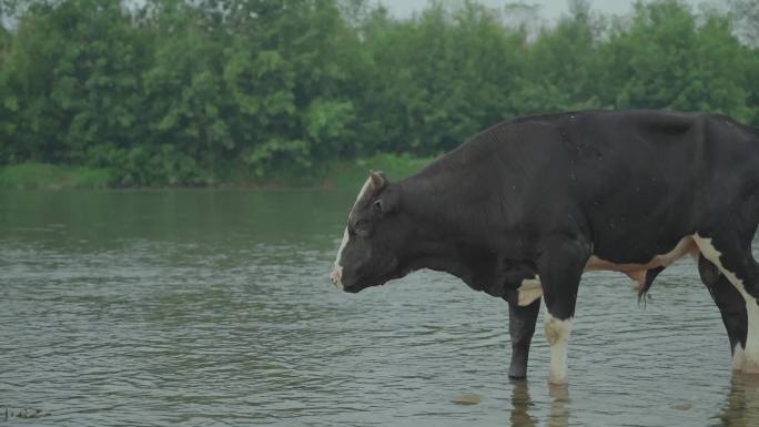 河边吃草奶牛