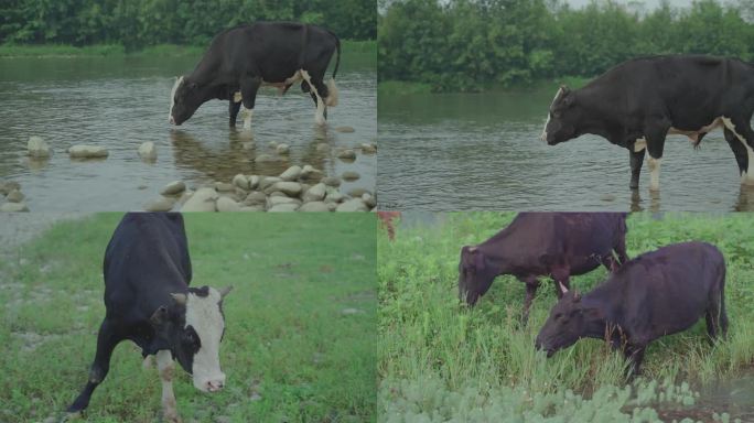 河边吃草奶牛