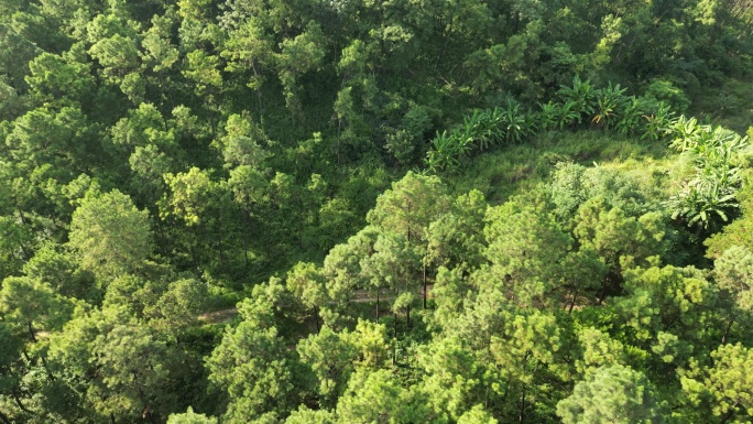 绿色森林山林丛林松林松树生态自然风景航拍