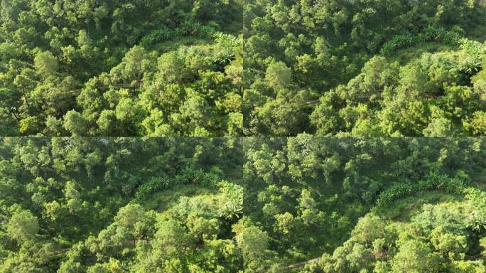 绿色森林山林丛林松林松树生态自然风景航拍