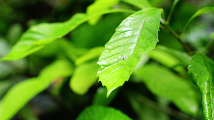 水青苔山泉水流水滴水风景森林自然大自然水