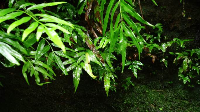 水青苔山泉水流水滴水风景森林自然大自然水