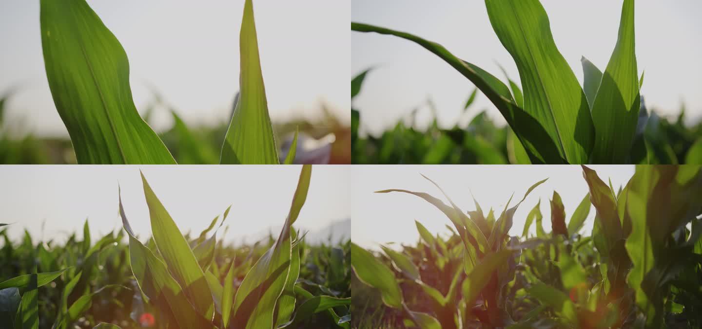 阳光玉米地 唯美夏季农村清晨空镜