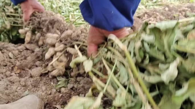 收花生豆地豆手工收获花生花种植花生农作物