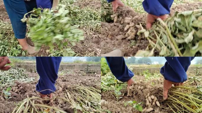 收花生豆地豆手工收获花生花种植花生农作物