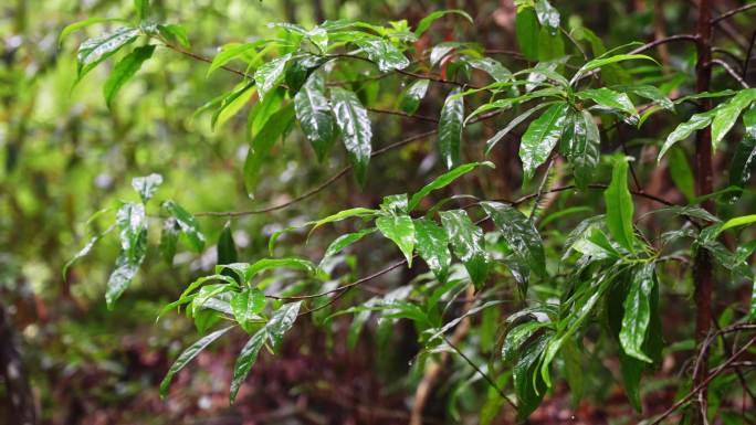 水青苔山泉水流水滴水风景森林自然大自然水