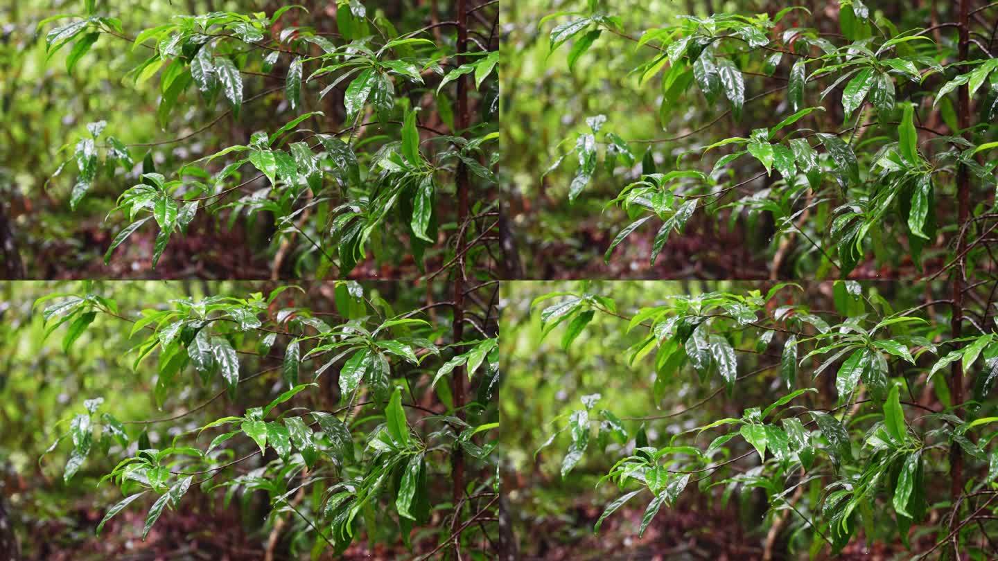 水青苔山泉水流水滴水风景森林自然大自然水