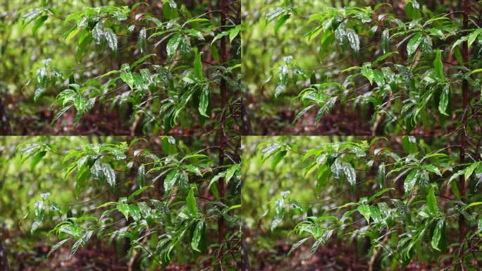 水青苔山泉水流水滴水风景森林自然大自然水