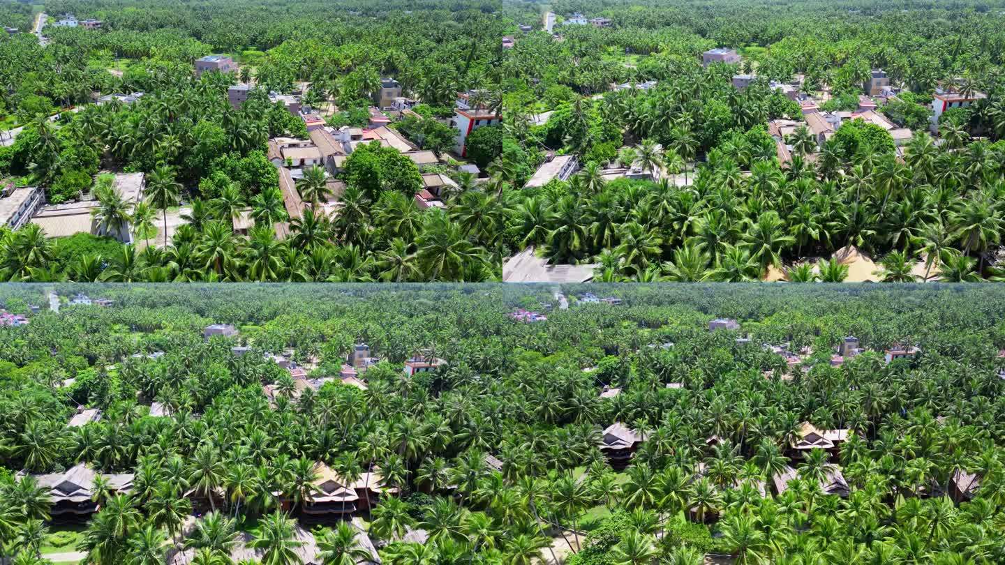航拍海南省文昌市东郊椰林椰树风景