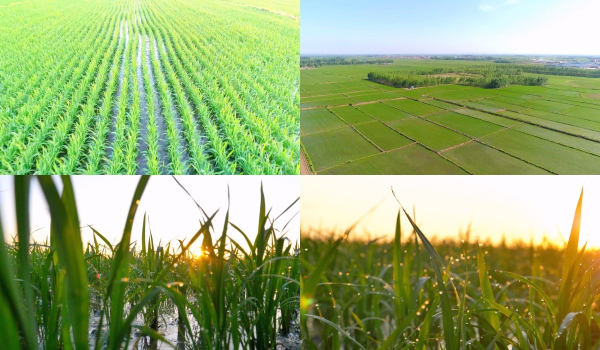 春季水稻 水稻成长期  日出水稻