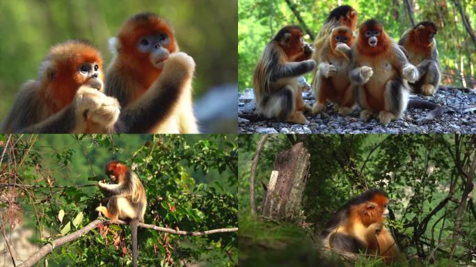 金丝猴灵长类动物生态猴子张家界珍惜濒危