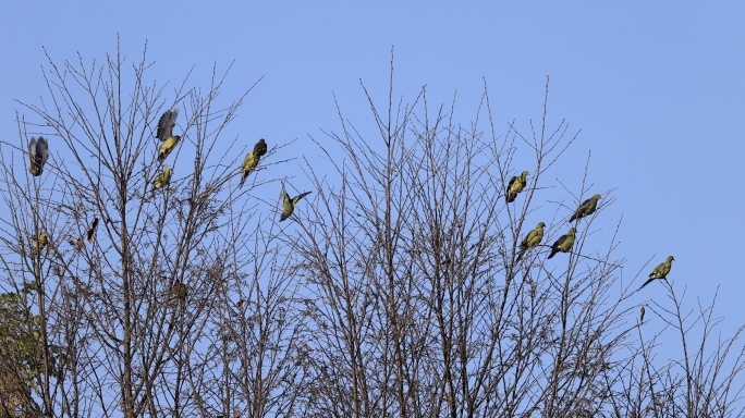 一群绿鸠飞离树枝