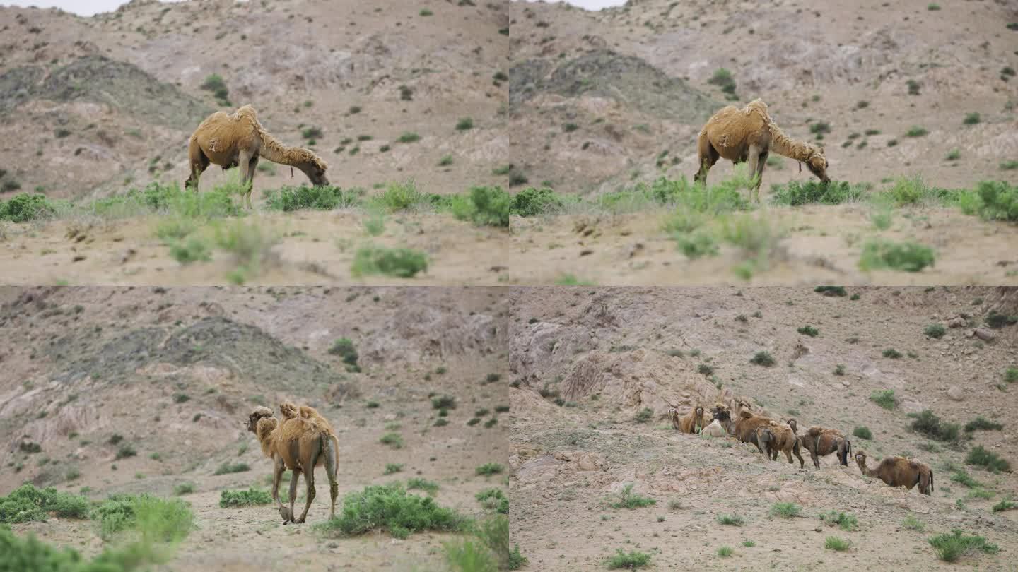 戈壁滩骆驼