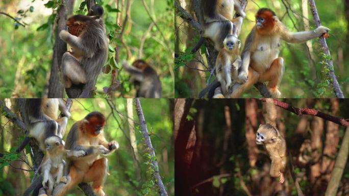 动物猴子金丝猴野生濒危保护哺乳灵长类