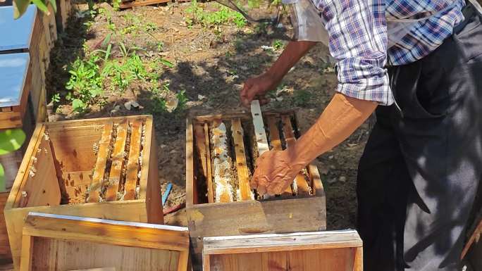 养蜂人采蜂蜜 野生蜂蜜 蜂箱
