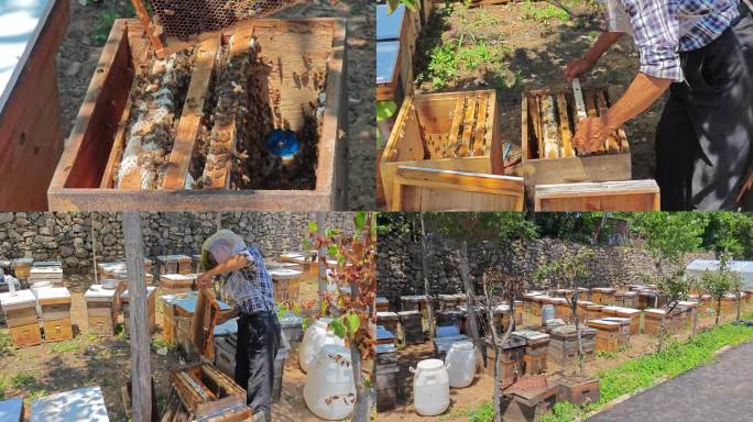 养蜂人采蜂蜜 野生蜂蜜 蜂箱