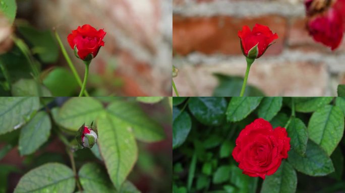 雨后红玫瑰花树叶野花雨珠