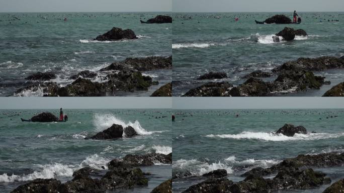 升格拍摄海鸥海面上飞翔的海鸥拉海带的小船