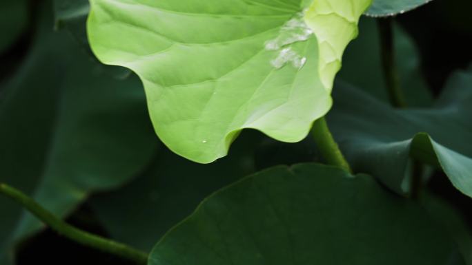 4K 荷花 梅雨 雨打荷叶 暴雨 江南