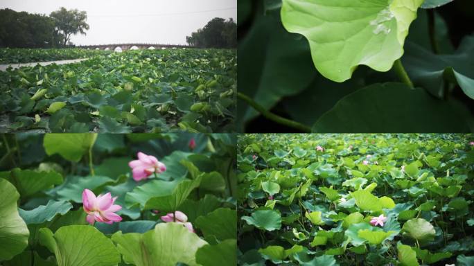 4K 荷花 梅雨 雨打荷叶 暴雨 江南