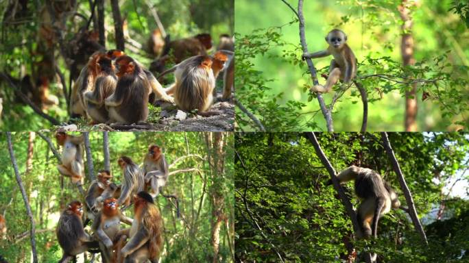 金丝猴族群握住人类的手人与自然和谐共生