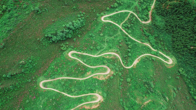 青海海东市乐都高山越野盘山公路杜鹃花航拍