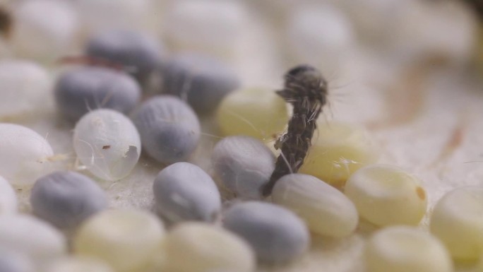 蚕宝宝生长过程蚕宝宝吃蚕叶吐丝视频素材