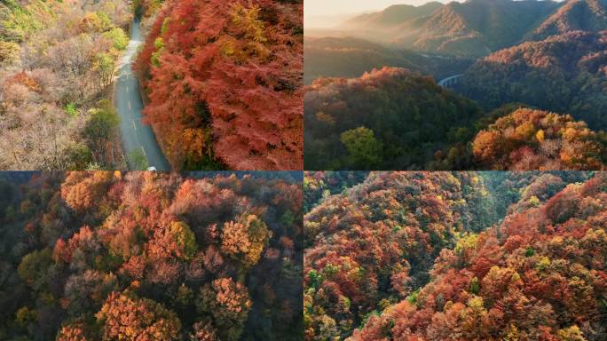 秋景秋色秋季高山红叶自然秋高气爽深秋山林