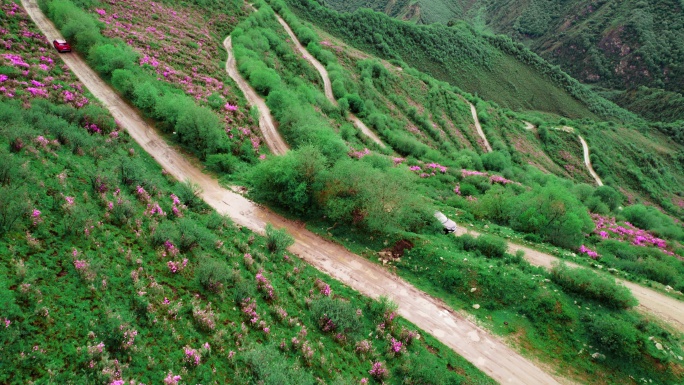 青海海东市乐都高山越野盘山公路杜鹃花航拍