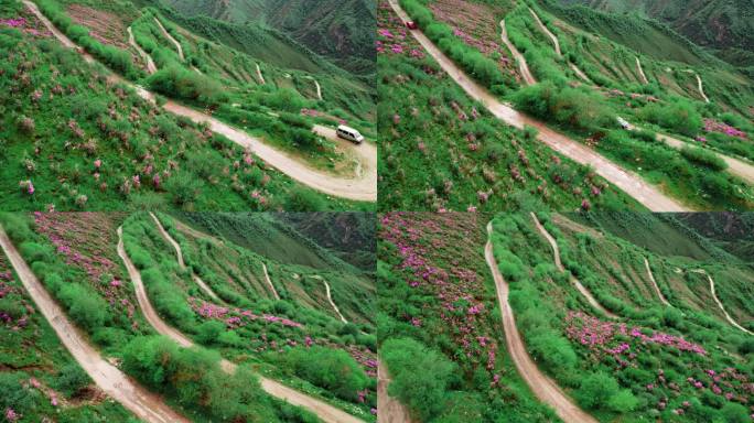 青海海东市乐都高山越野盘山公路杜鹃花航拍