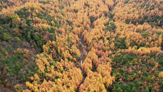 密林层林尽染黄叶红叶秋景山林森林枫叶树林