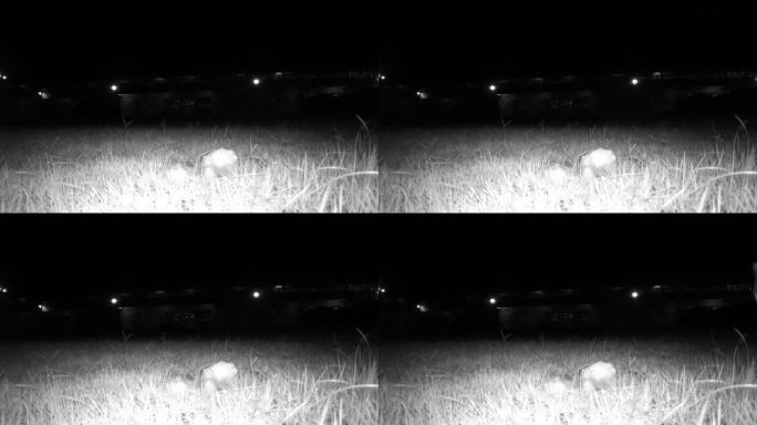 夜幕下红外线守猎相机镜头下的家猫
