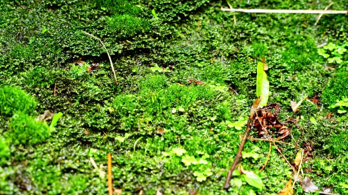 水青苔山泉水流水滴水风景森林自然大自然水