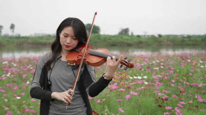 女生在波斯菊格桑花花海里拉小提琴演奏花海