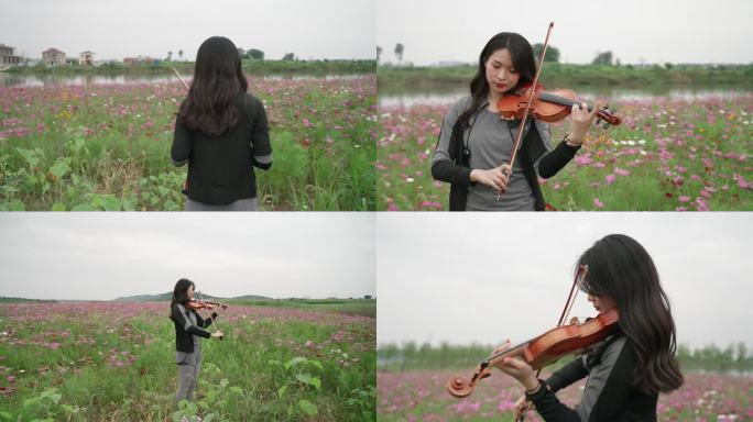女生在波斯菊格桑花花海里拉小提琴演奏花海