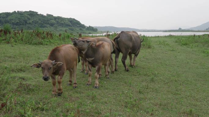 大自然湖边草地上的牛、黄牛、农村放牛
