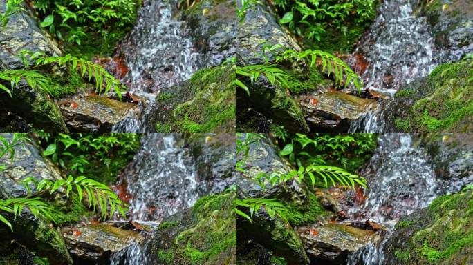 水青苔山泉水流水滴水风景森林自然大自然水