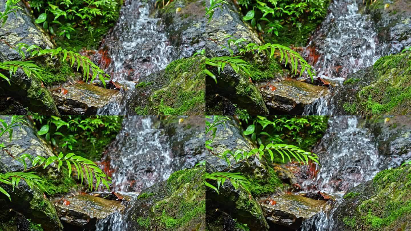 水青苔山泉水流水滴水风景森林自然大自然水