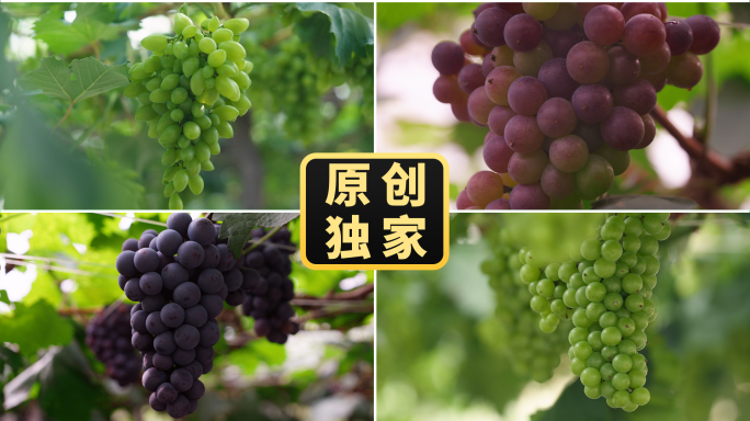 葡萄-葡萄园农业丰收果园葡萄成熟巨峰葡萄