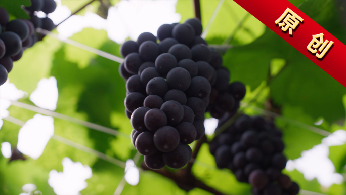 葡萄-葡萄园农业丰收果园葡萄成熟巨峰葡萄