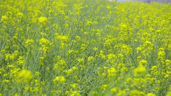 山区油菜花花田特写油菜