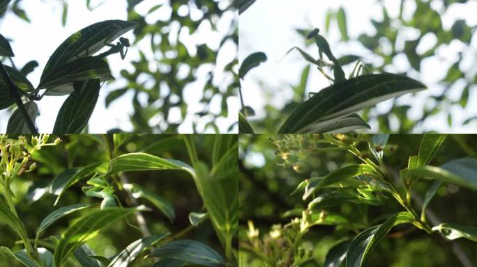 微距拍摄树叶上的螳螂