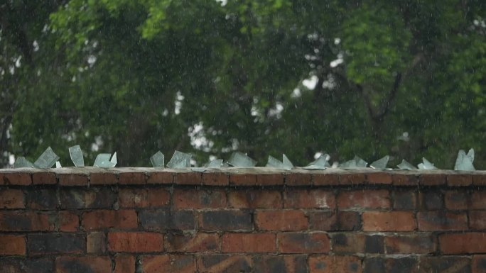 老围墙年代感老校园树木雨细雨绵绵蒙蒙细雨