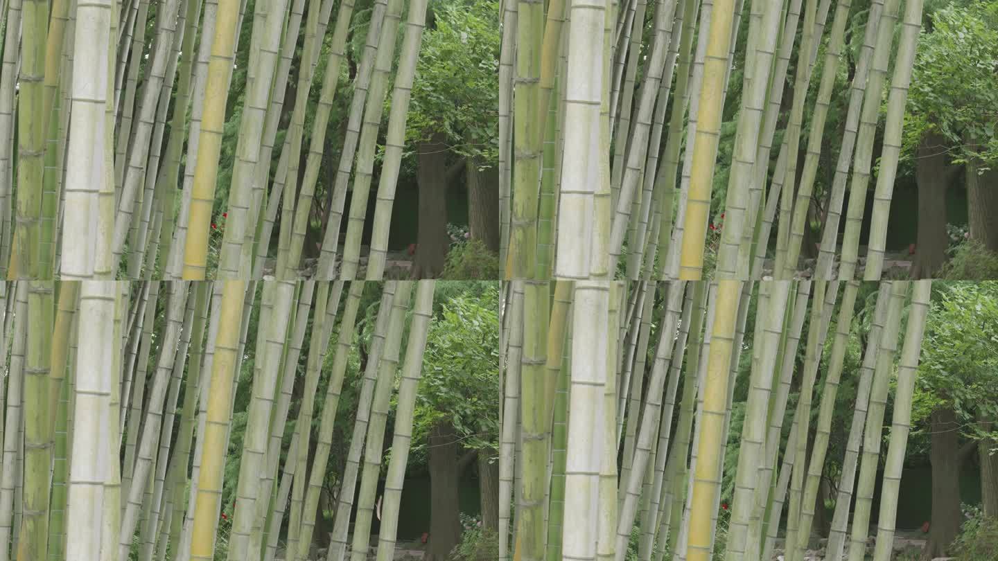 微风中的竹林